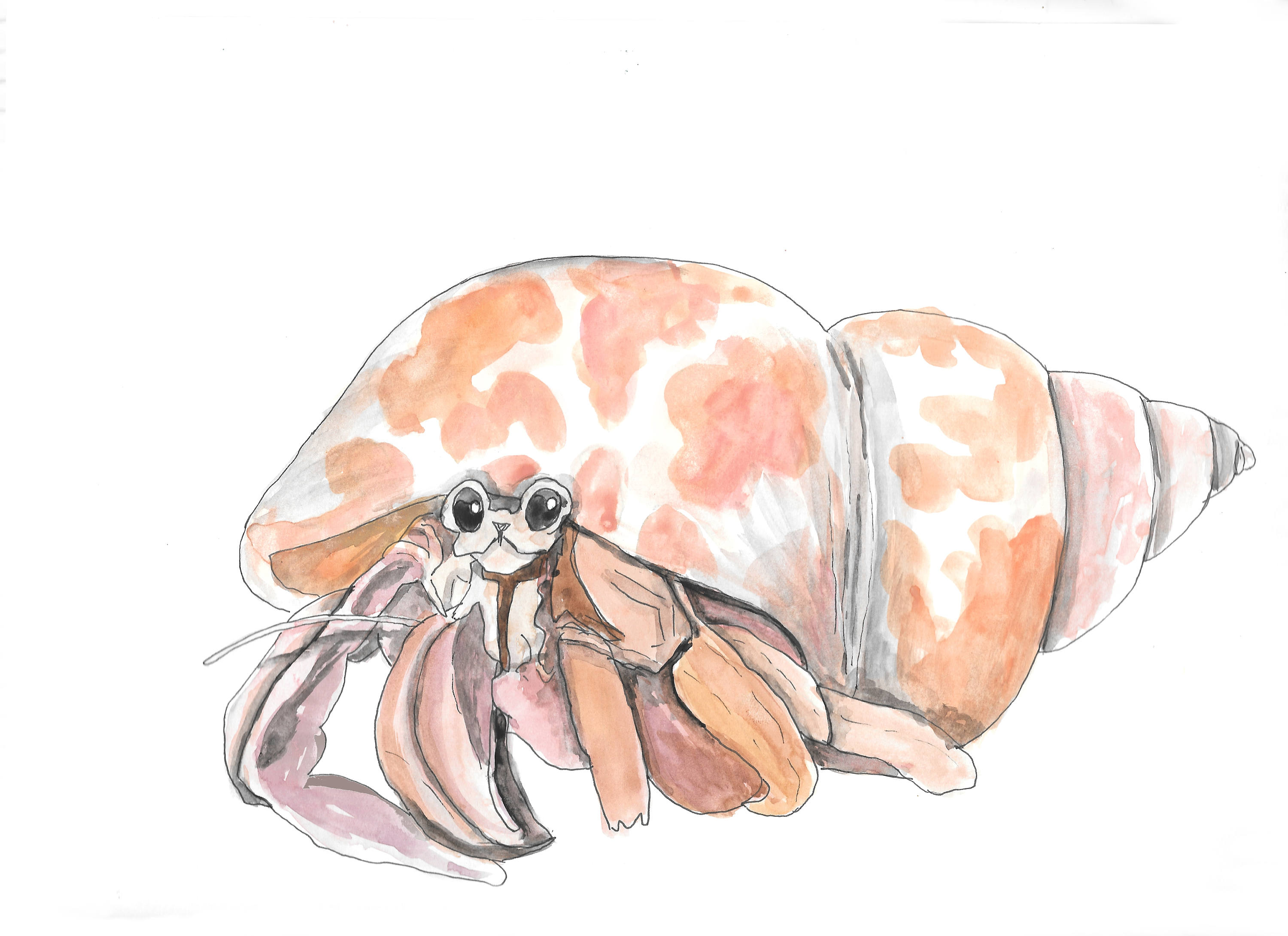 3000x2181 Hermit Crab Hand Drawn Watercolor Illustration Etsy - Hermit Crab Watercolor