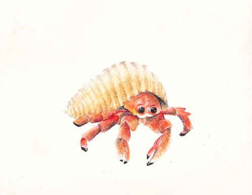 498x384 Ocean Hermit Crab Under The Sea Limited Edition Print 8.5x11 - Hermit Crab Watercolor
