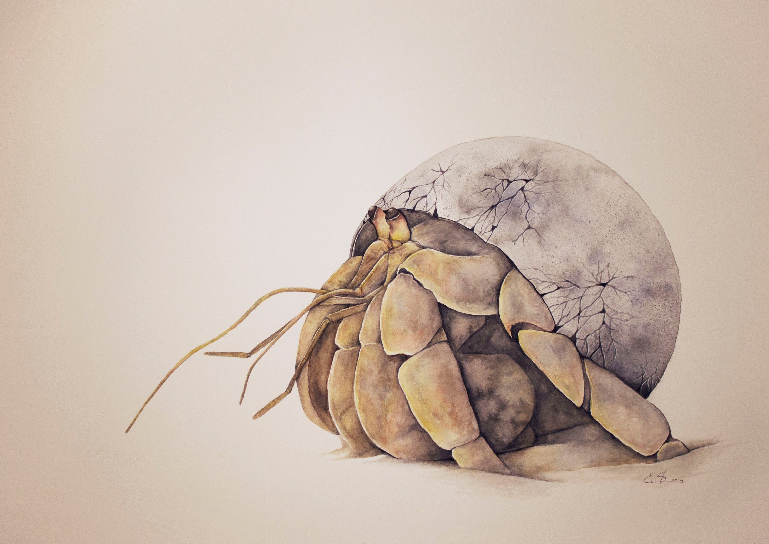 3000x2121 Speed Painting Watercolour - Hermit Crab Watercolor