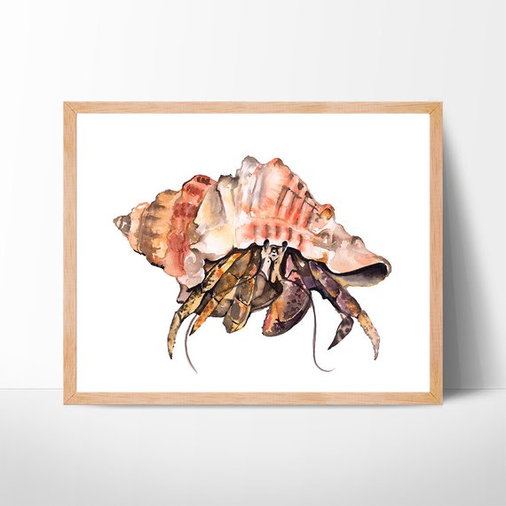570x570 Hermit Crab Watercolor Art Crab Painting Illustration Beach Etsy - Hermit Crab Watercolor
