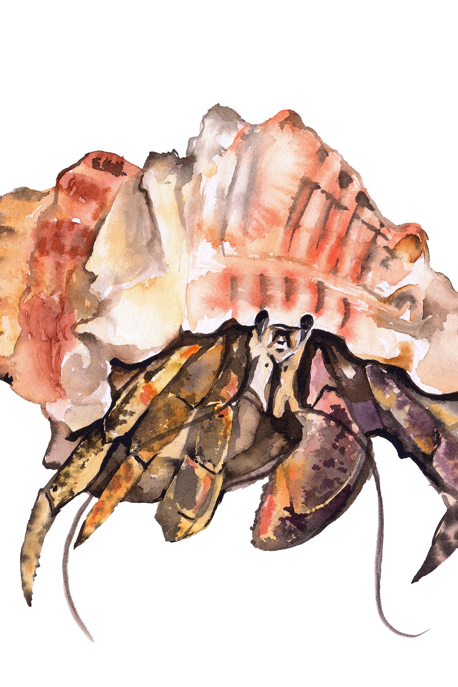 1599x2400 Hermit Crab Watercolor Art Crab Painting Illustration Beach Sea - Hermit Crab Watercolor