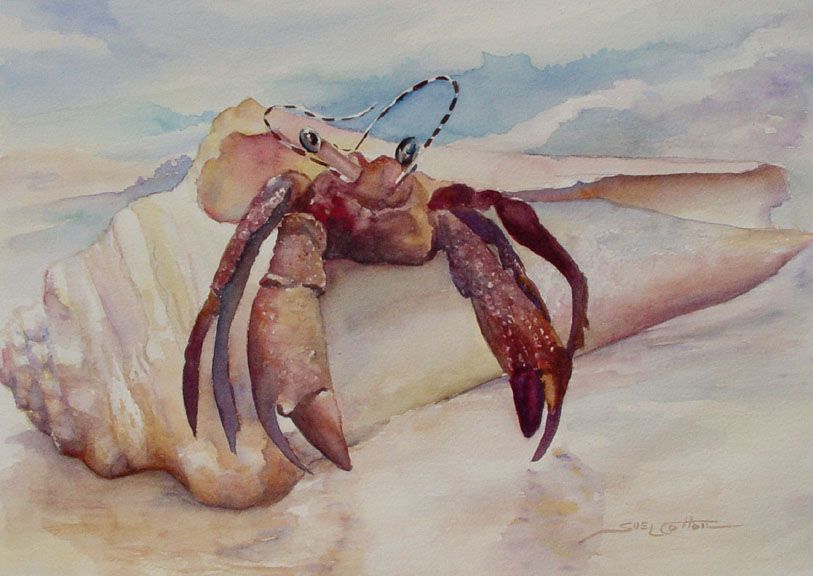 813x576 Art Watercolor - Hermit Crab Watercolor