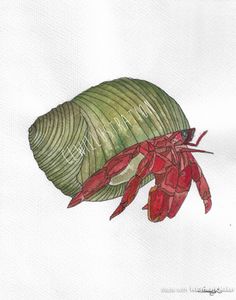 236x300 On Original Watercolor Painting Of A Hermit Crab By Damon Crook - Hermit Crab Watercolor