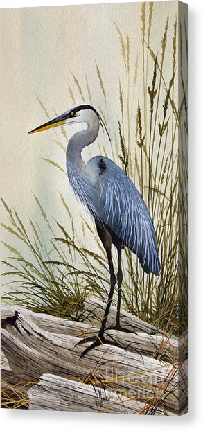 293x622 Great Blue Heron Watercolor Canvas Prints Fine Art America - Heron Watercolor