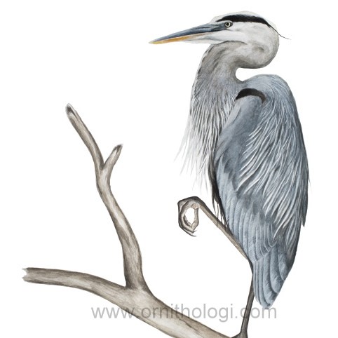 482x482 Great Blue Heron Watercolor Bryce Robinson Scavenger Chic - Heron Watercolor
