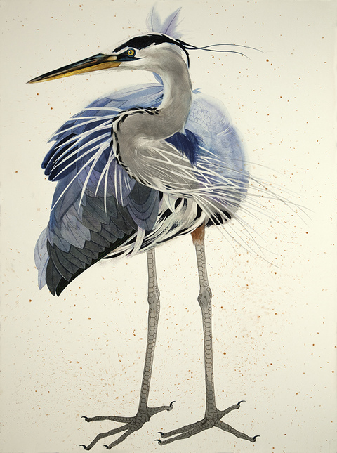 480x645 Scott Kelley Birds - Heron Watercolor