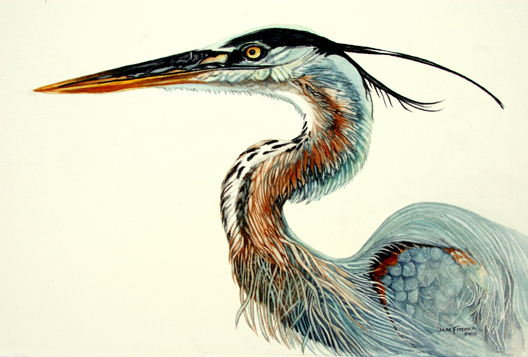 528x357 Watercolor Mania Finishing Up Watercolor Of Blue Heron - Heron Watercolor
