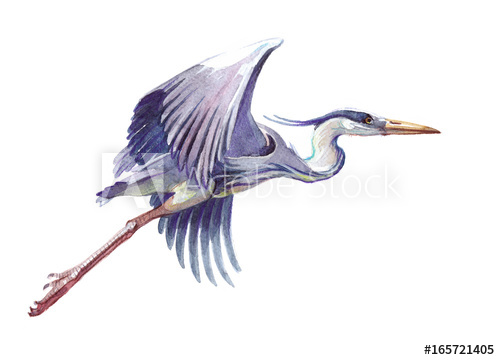 500x360 Watercolor Single Heron Animal Isolated On A White Background - Heron Watercolor