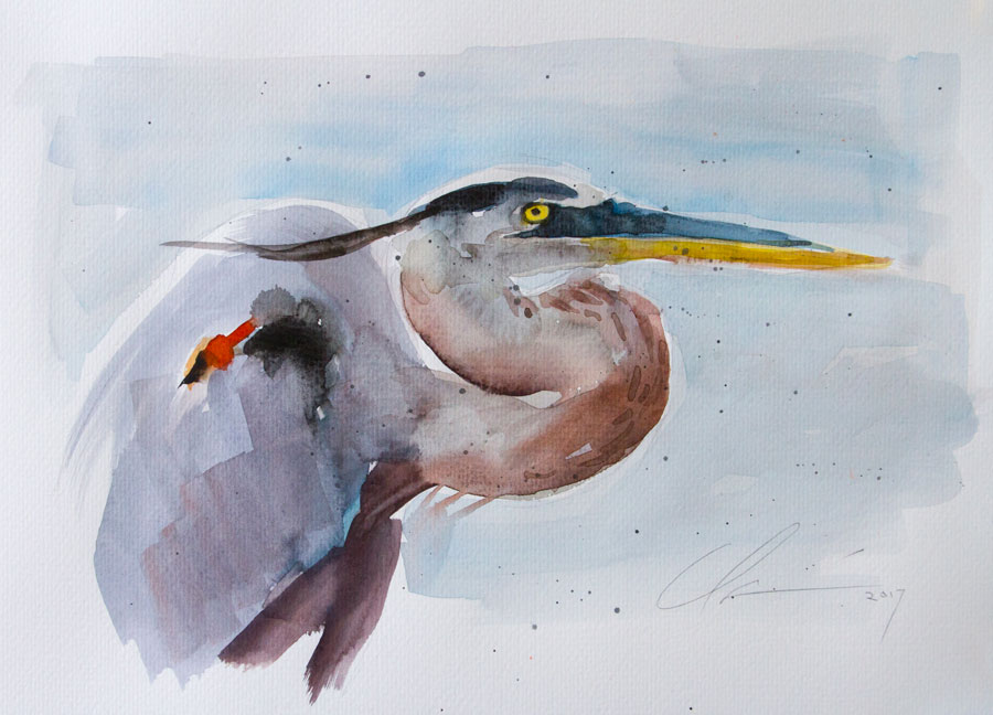 900x648 Clair Hartmann Daily Painting Blue Heron Watercolor - Heron Watercolor