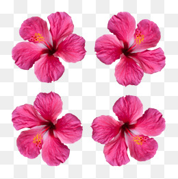 260x261 Hibiscus Flower Png, Vectors, Psd, And Clipart For Free Download - Hibiscus Flower Watercolor