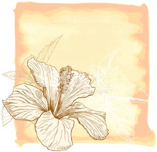 310x300 Hibiscus Flower Amp Watercolor Background Stock Vectors - Hibiscus Flower Watercolor
