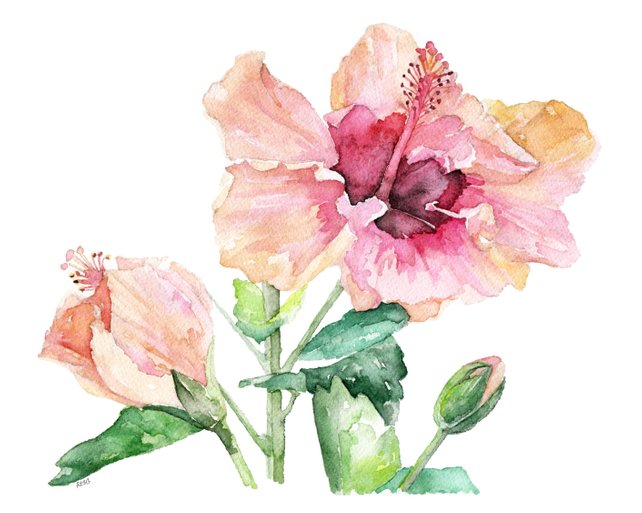 642x513 Hibiscus Painting Print From Original Watercolor Painting Etsy - Hibiscus Flower Watercolor