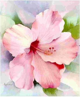 282x342 Betty Denton Watercolor Artists And Paintings - Hibiscus Flower Watercolor