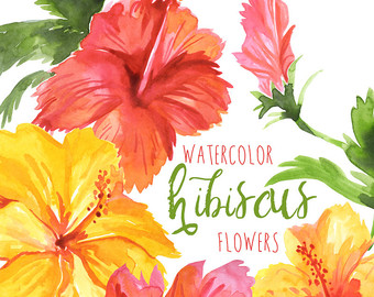 340x270 Hibiscus Clipart Watercolor - Hibiscus Flower Watercolor