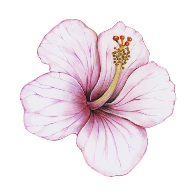 626x626 Illustration Of Hibiscus Flower Watercolor Style Vector Free - Hibiscus Flower Watercolor