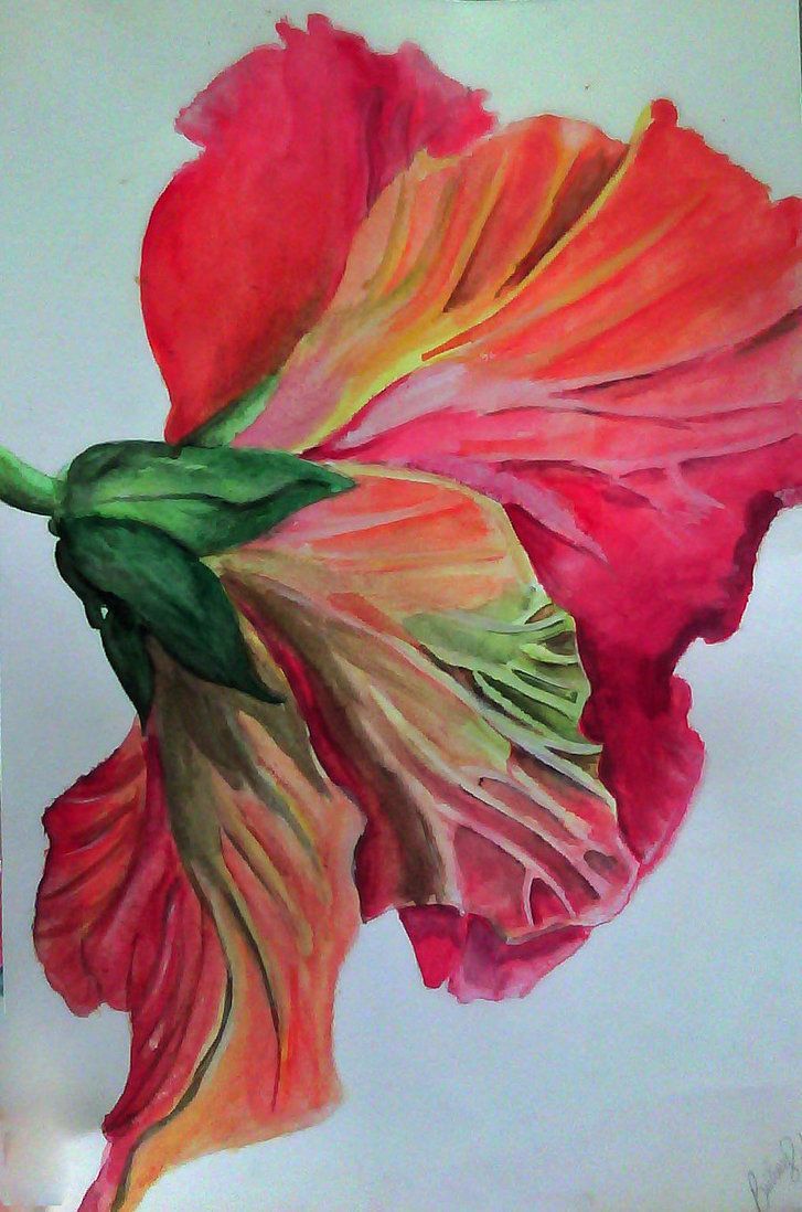 727x1098 Image Result For Hibiscus Flower Watercolor Tattoo Tattoo - Hibiscus Flower Watercolor