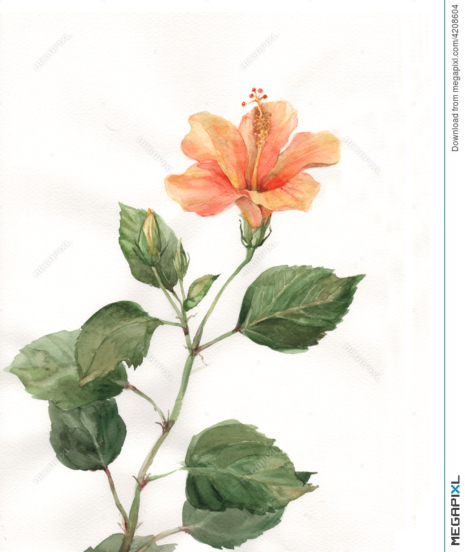 674x800 Orange Hibiscus Flower Watercolor Painting Illustration 4208604 - Hibiscus Flower Watercolor