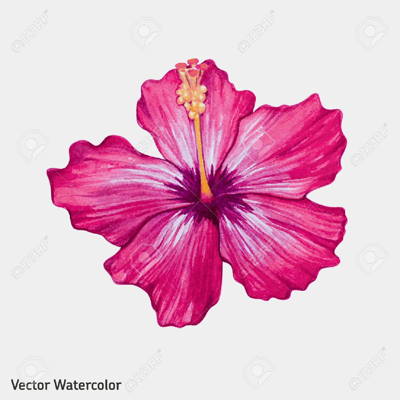 1300x1298 Petunia Clipart Hibiscus Flower - Hibiscus Flower Watercolor
