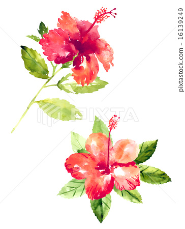 364x450 Collection Of Watercolor Hibiscus Flowers - Hibiscus Flower Watercolor