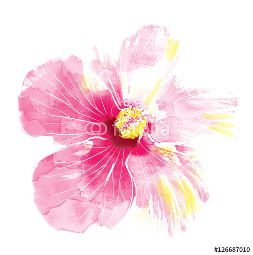 495x500 Pink Hibiscus Flower,watercolor. Wall Mural Wallpaper - Hibiscus Flower Watercolor