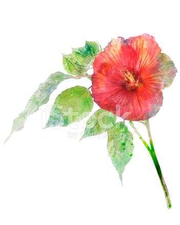 352x439 Watercolor Image Of Hibiscus Flower Stock Photos - Hibiscus Flower Watercolor