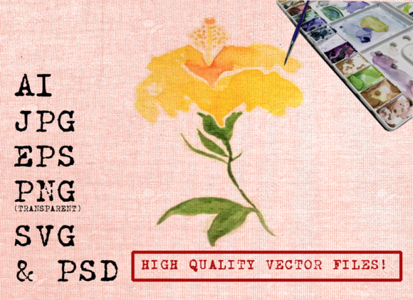 580x422 Yellow Hibiscus Flowers Watercolors Graphic By Ambar Art - Hibiscus Flower Watercolor