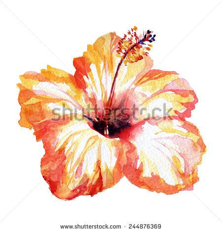 450x470 Gorgeous Hibiscus Flower Orange Red. Watercolor Flower Red - Hibiscus Flower Watercolor
