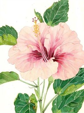 293x392 Art Pale Pink Hibiscus..watercolour By Gabby Malpas... Flowers - Hibiscus Watercolor