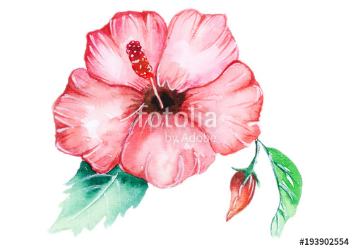 500x354 Hibiscus Watercolor Stock Photo And Royalty Free Images On - Hibiscus Watercolor