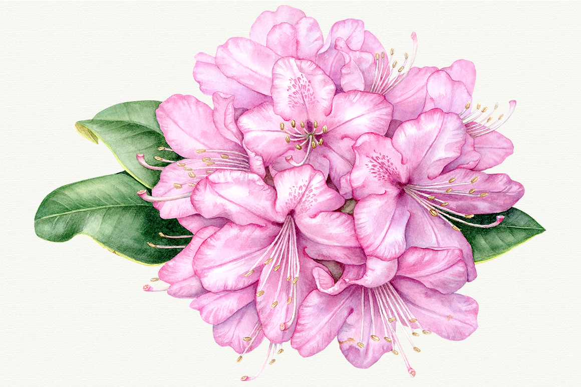 1160x772 Set Of 4 High Quality Watercolor Botanical Prints By Maryna - High Quality Watercolor
