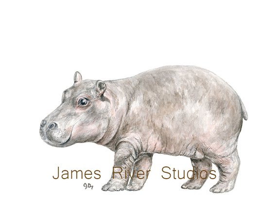 570x456 Hippo Art Hippo Painting Hippo Print Hippo Watercolor Painting Etsy - Hippo Watercolor