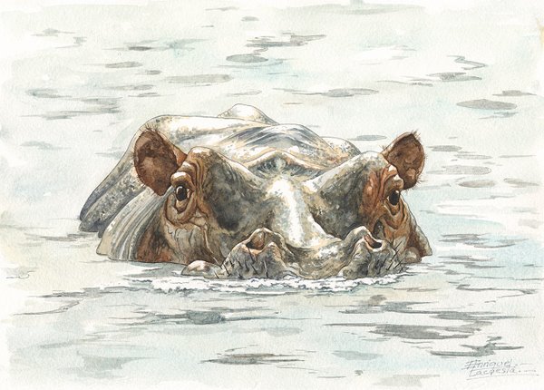 600x430 Hippo Watercolor Gallery African Wildlife Watercolor Art - Hippo Watercolor