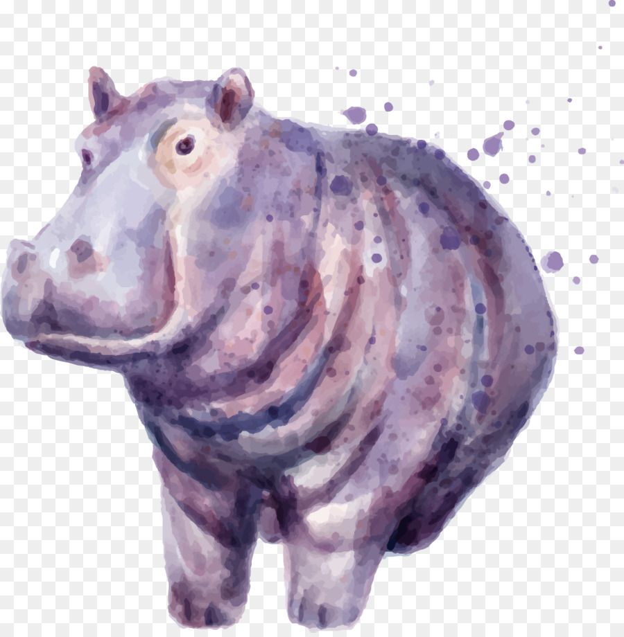 900x920 Hippopotamus Drawing Painting - Hippo Watercolor