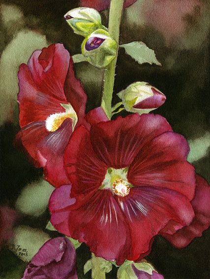 427x567 Hollyhock Hollyhock, Watercolor And Figurative Art - Hollyhock Watercolor Paintings
