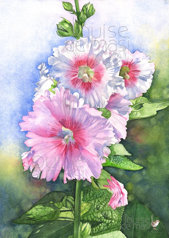 570x804 Hollyhocks Print Of Watercolor Painting 5 By 7 Size H24317 Etsy - Hollyhock Watercolor Paintings