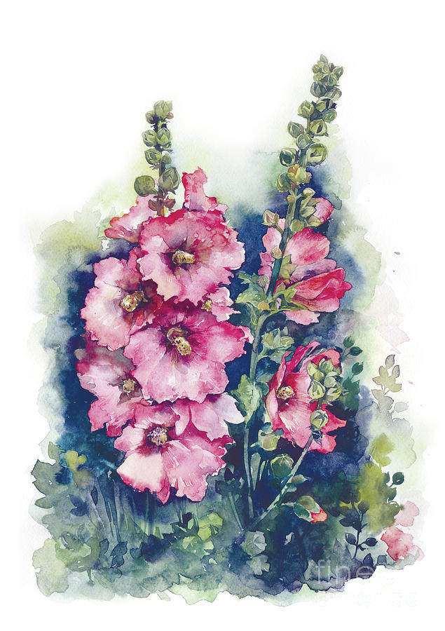 635x900 Watercolor Hollyhocks Pink Flowers Art Hand Draw. Painting By Mary - Hollyhock Watercolor Paintings