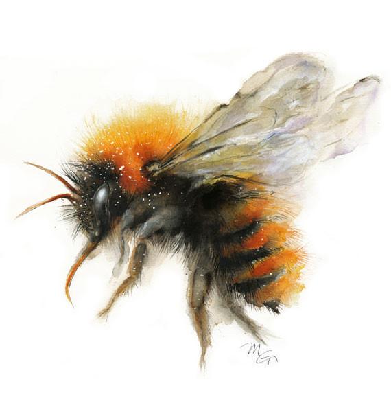 Honey Bee Watercolor at PaintingValley.com | Explore collection of ...