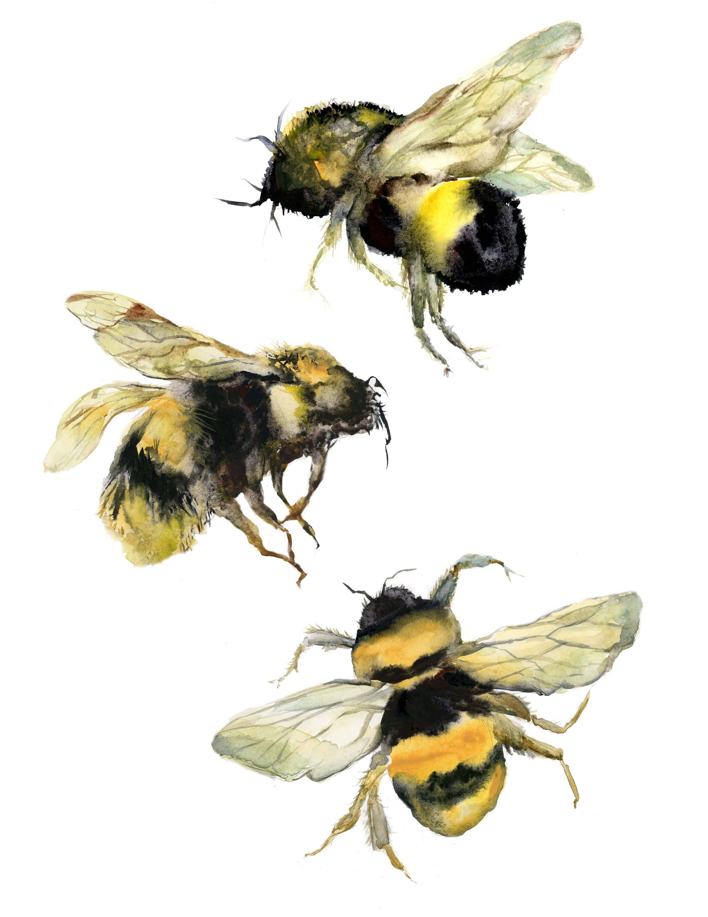 2318x3000 Bumble Bee Watercolor Print Bee Watercolor Bee Painting Nature - Honey Bee Watercolor