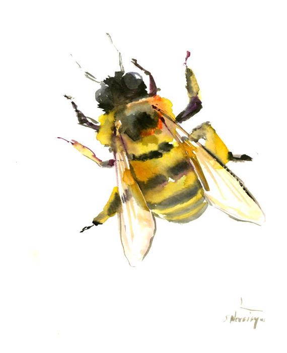 570x701 Honey Bee, Original Watercolor Painting 8 X 10 In Bee Lover Art - Honey Bee Watercolor
