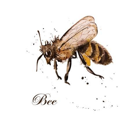 473x473 Honey Bee, Watercolor, Isolation On A White Background. Hand - Honey Bee Watercolor