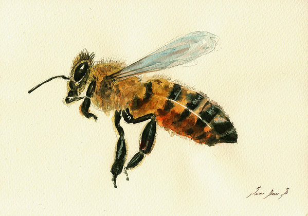 599x420 Honey Bee Watercolor Painting Art Print By Juan Bosco - Honey Bee Watercolor