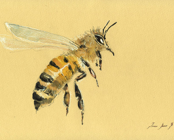 599x480 Honey Bee Watercolor Painting Poster By Juan Bosco - Honey Bee Watercolor