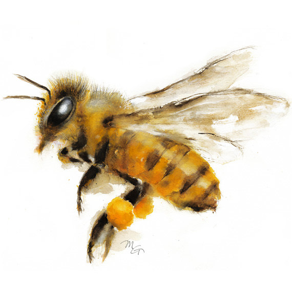570x600 Honey Bee Watercolor Painting - Honey Bee Watercolor