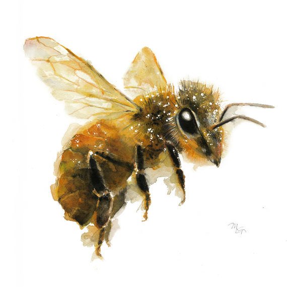 570x570 Honey Bee Watercolor Painting Art Print. Nature Etsy - Honey Bee Watercolor