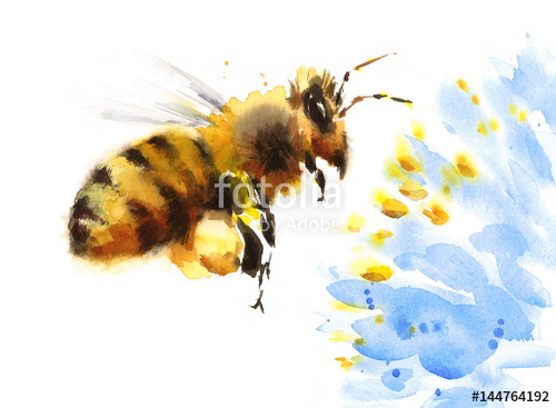 500x367 Watercolor Honey Bee Flying Over Blue Flower Hand Painted Summer - Honey Bee Watercolor