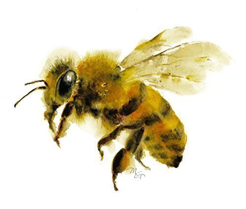 500x425 Honey Bee Watercolor Giclee Print Handmade - Honey Bee Watercolor