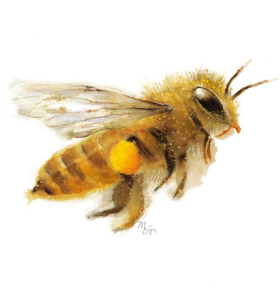 570x600 Honey Bee Watercolor Archival Print Mira Guerquin Watercolors - Honey Watercolor