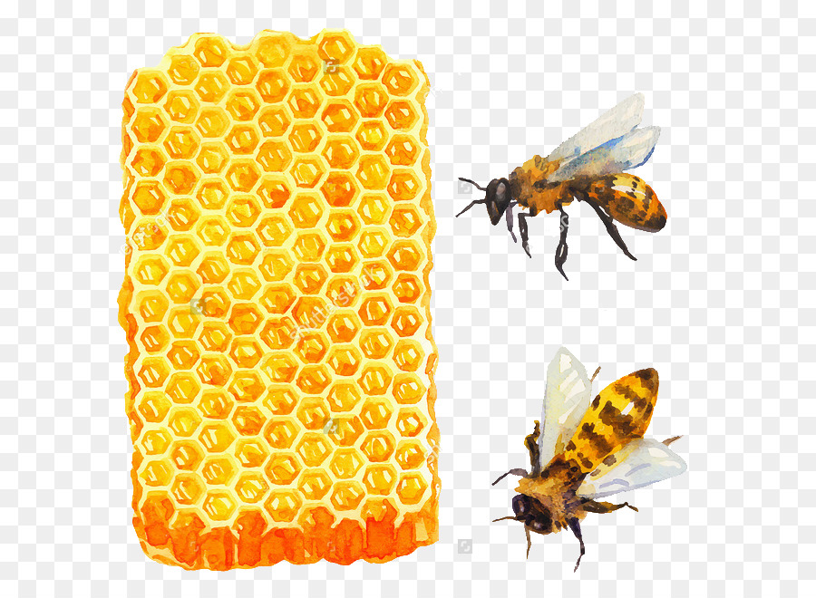 900x660 Bee Watercolor Painting Stock Photography Illustration - Honey Watercolor