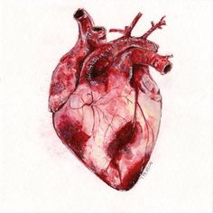 236x236 Cardiology Is By Far My Favorite System (With Neuro Being A Close - Human Heart Watercolor