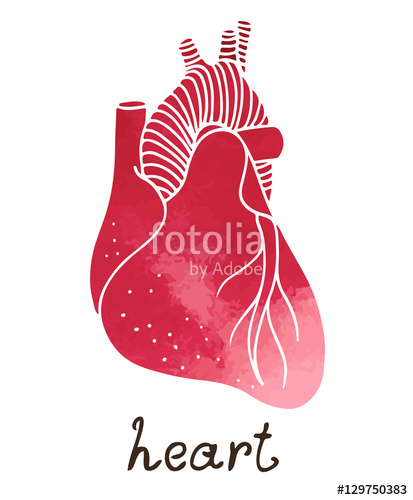 413x500 Human Heart Anatomy, Vector Watercolor Illustration Stock Image - Human Heart Watercolor